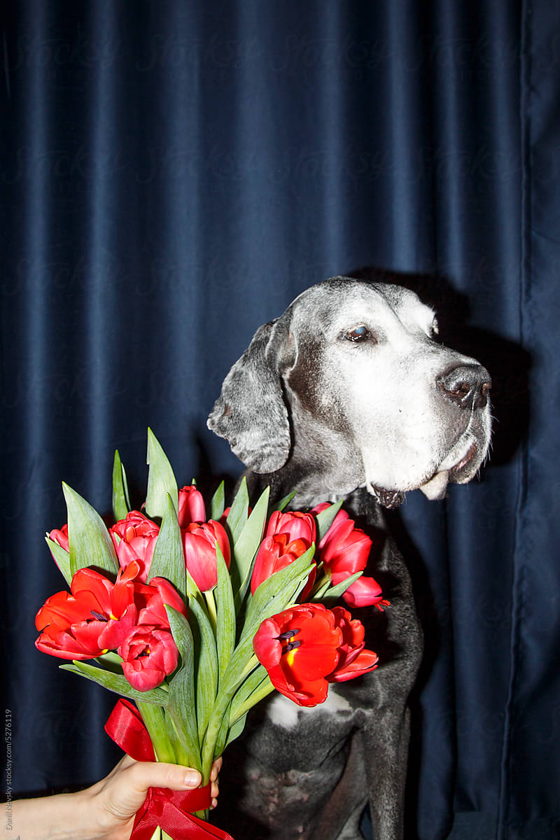 Woman giving tulips to dog
