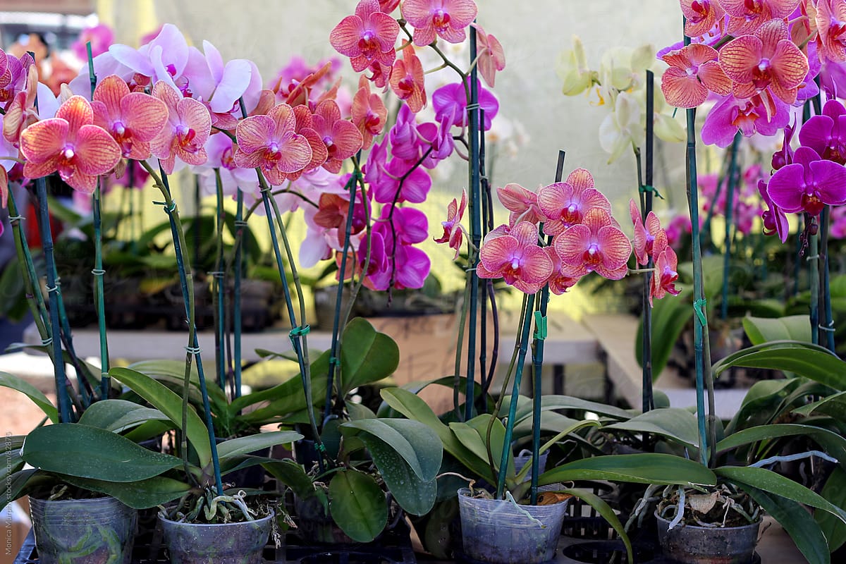 Colorful orchids at the local farmers market