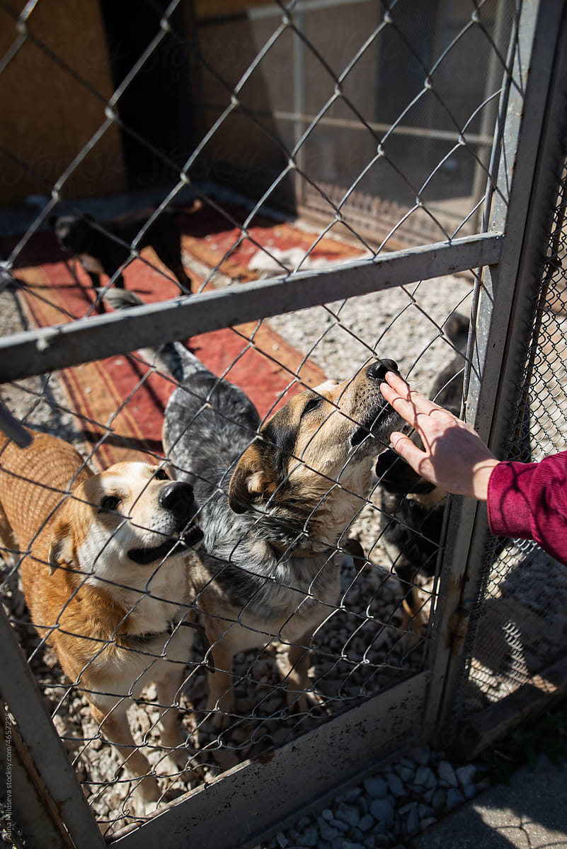 Dogs behind fence sniffing human hand in animal shelter