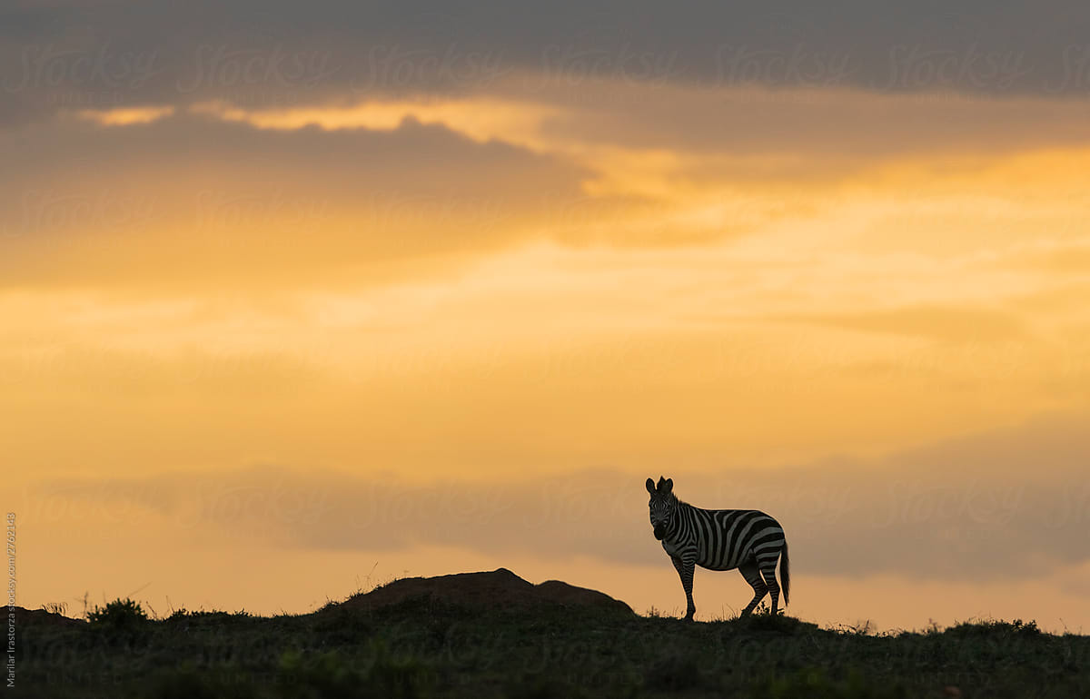 Zebra at Sunset
