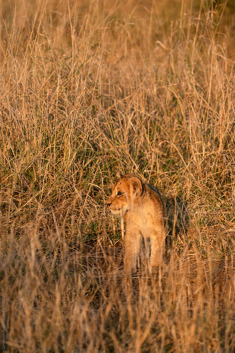 Little cub, cute lion at sunset in Kruger National Park, South Africa
