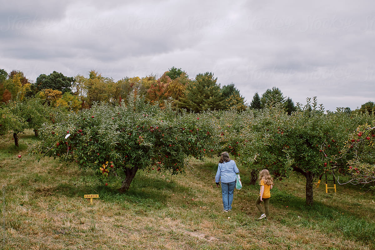 A family goes apple picking