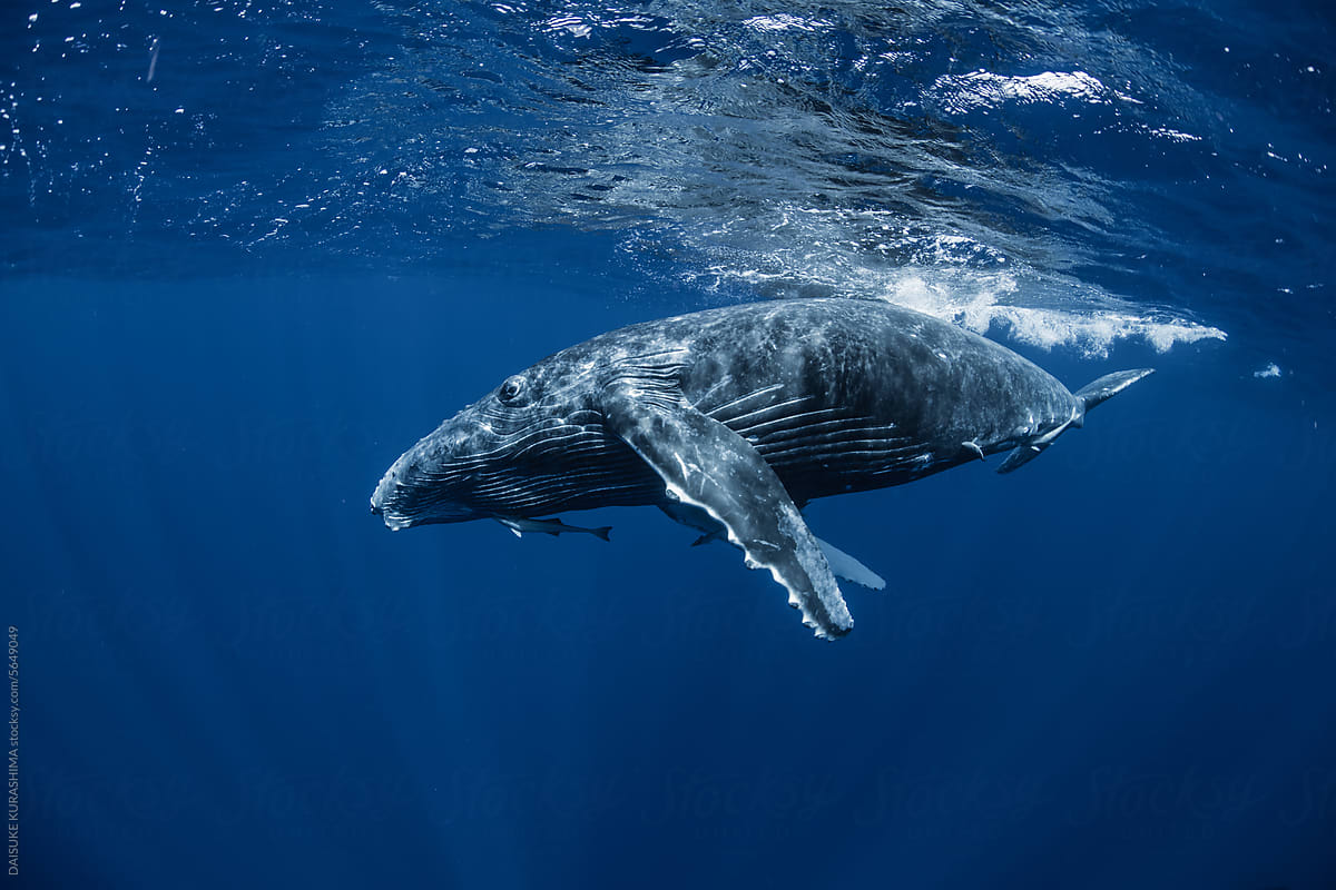 Calf Humpback Whale