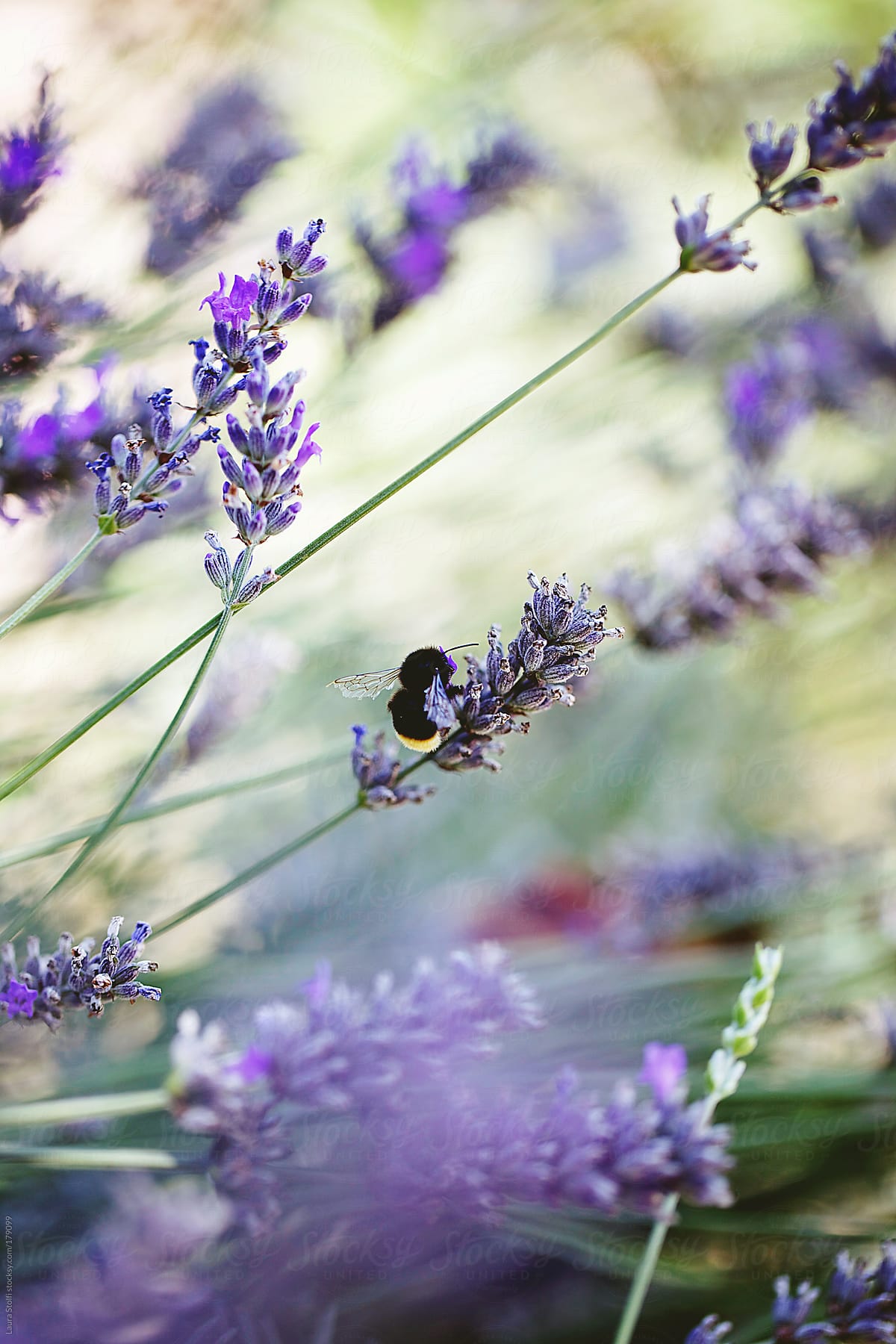 Broken wings bumblebee on lavender flower