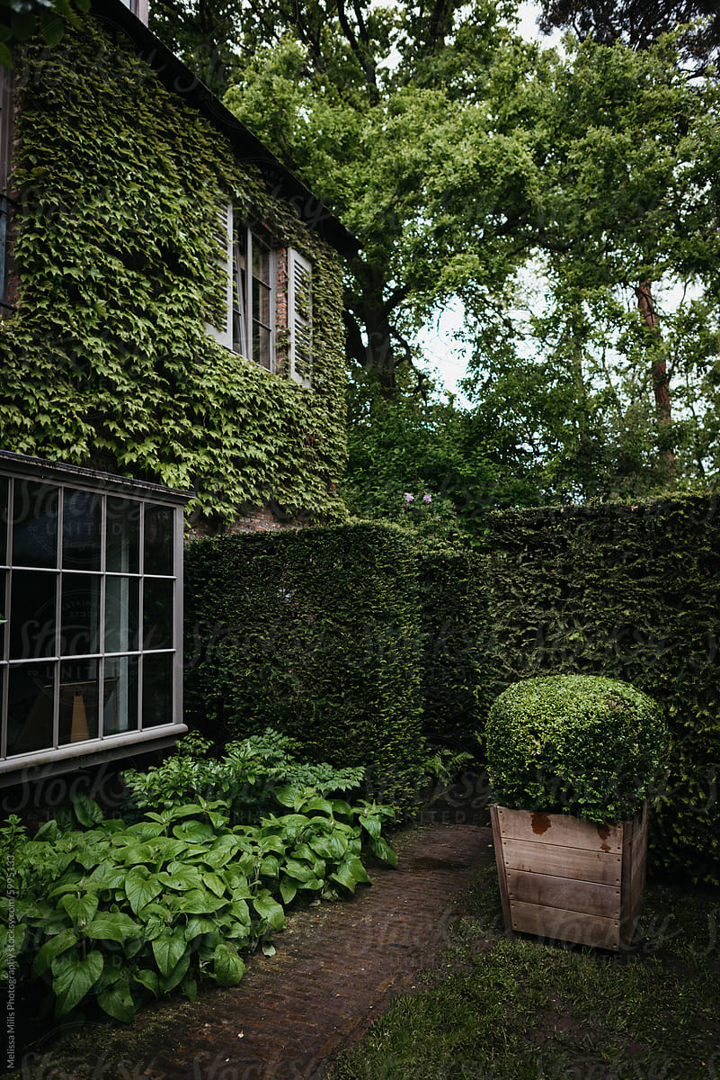 House covered in ivy plants