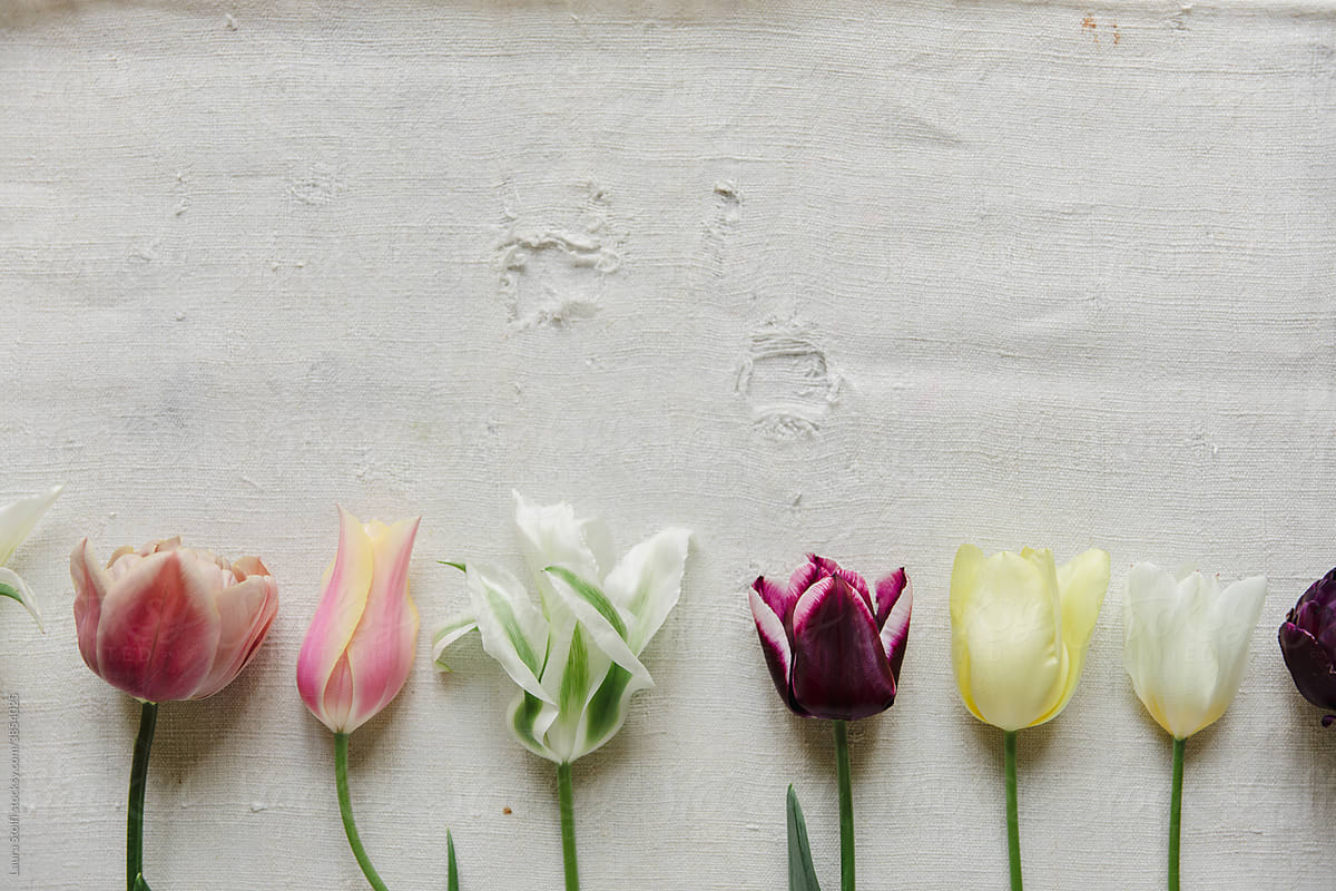 Variation of tulip flowers on fabric