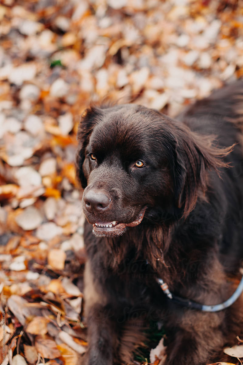 Newfoundland Dog in Pile of Fall Leaves