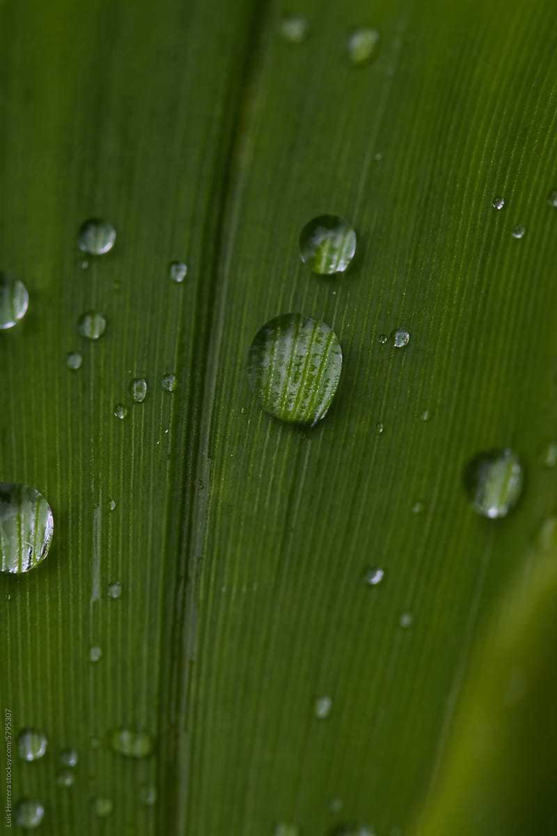 closeup of leaf with water drops