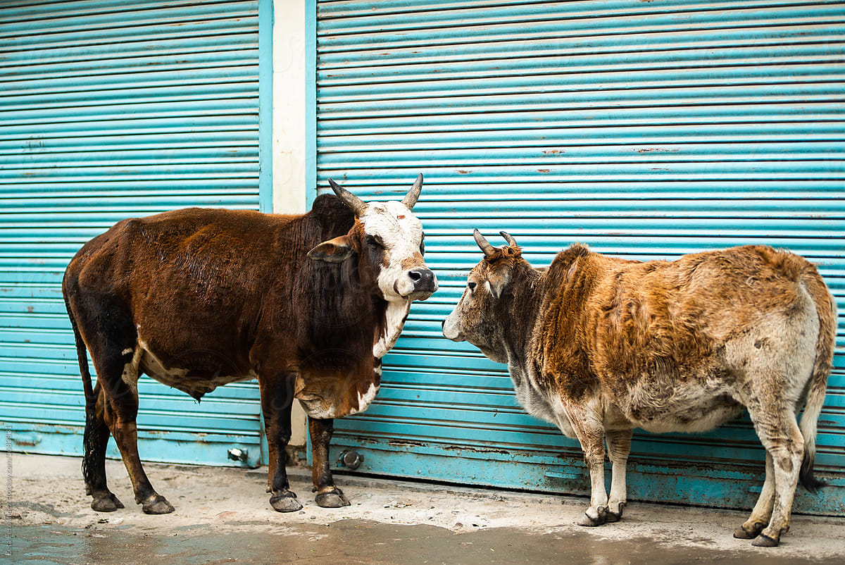 cowss in rishikesh, india.