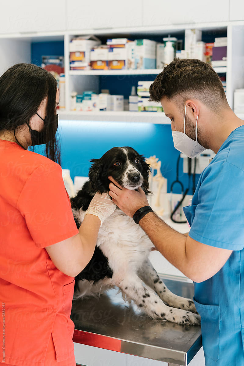 Vet doctor and nurse examining dog in clinic