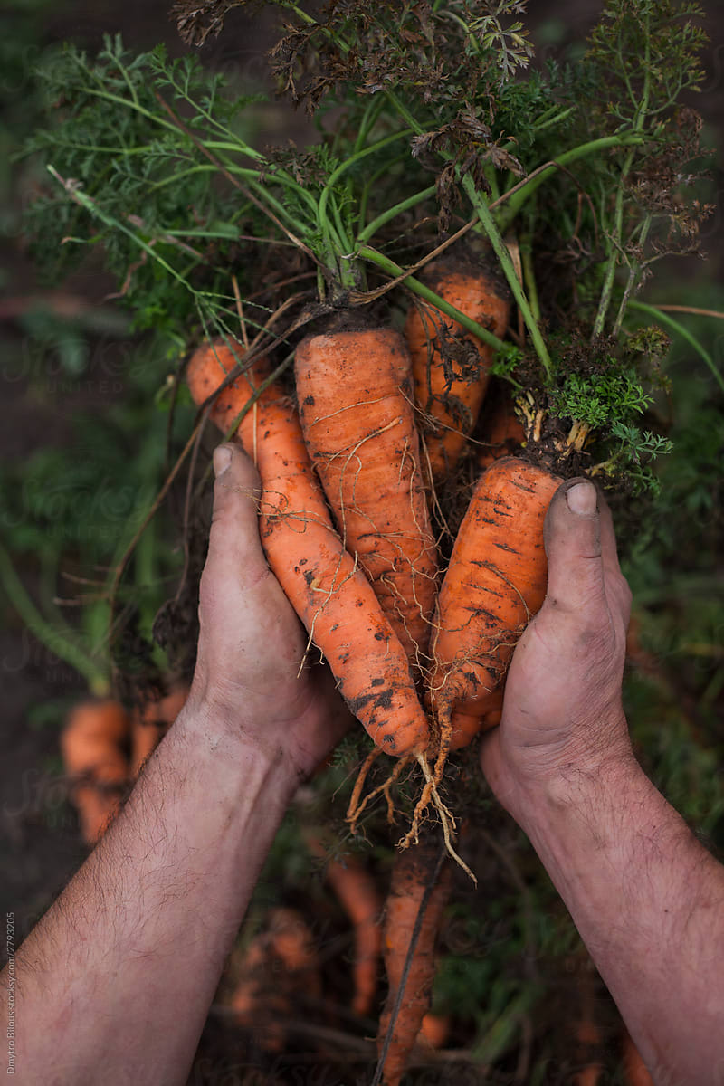 freshly picked carrot in the hands of a farmer