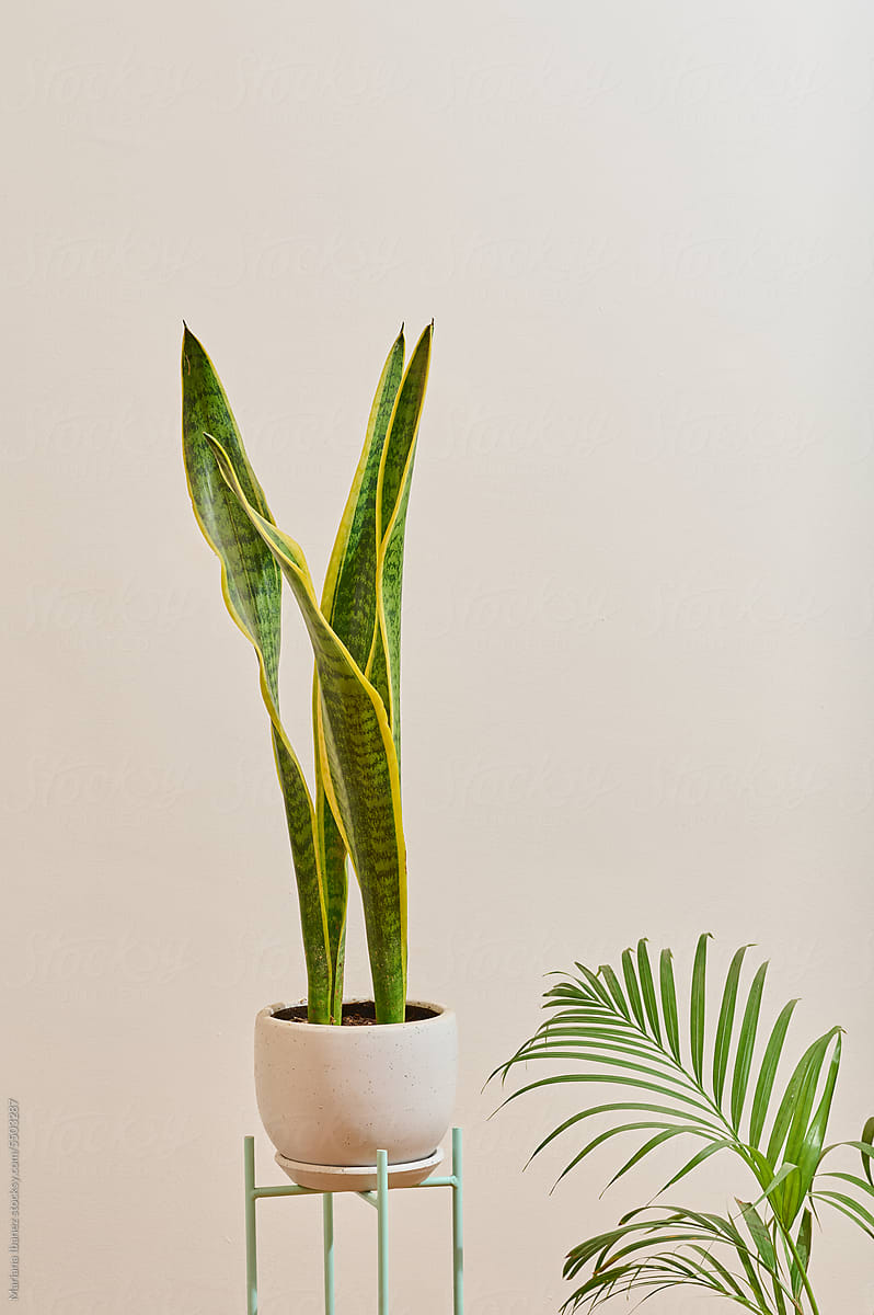 Snake plant  in a pot and a small palm