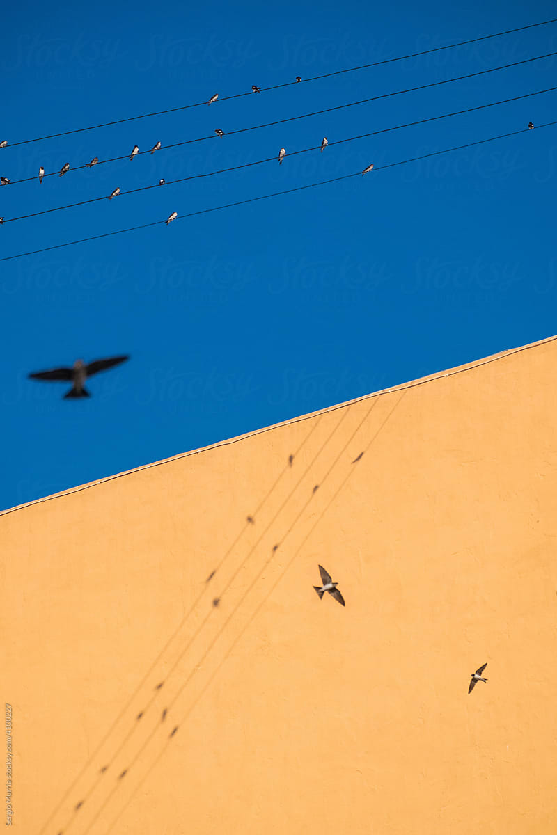 Birds flying on orange background and blue sky