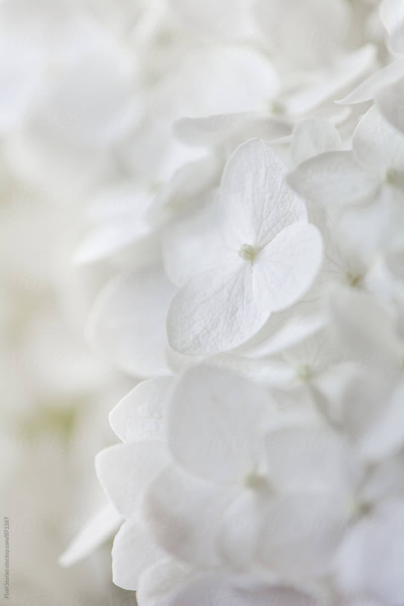 "White Flower Background" by Stocksy Contributor "Pixel Stories" - Stocksy