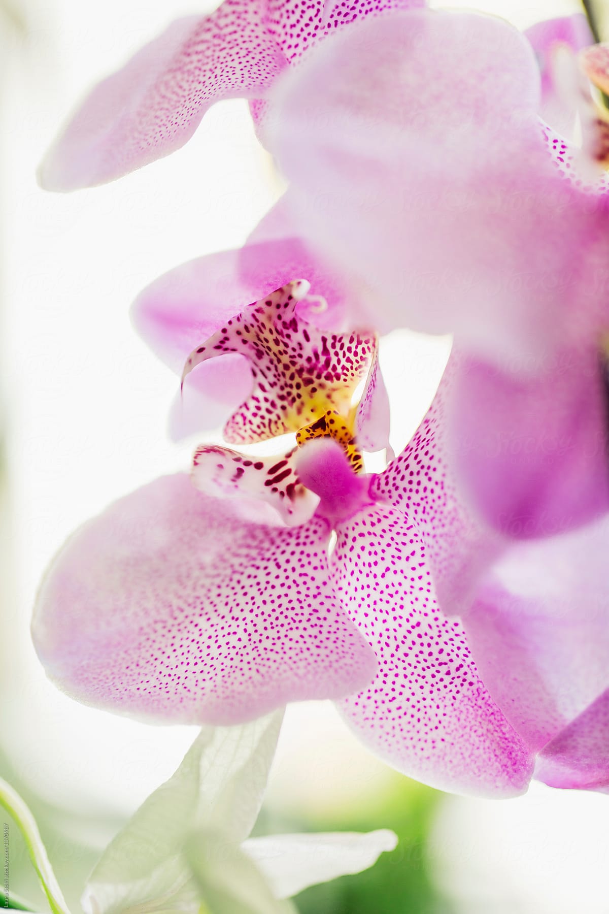 Macro of orchid flower