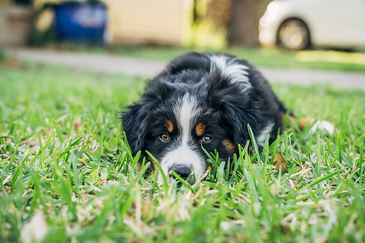 Australian Shepherd puppy laying in grass