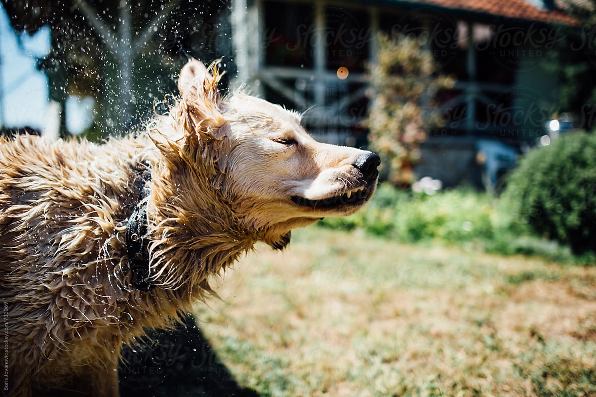 Wet Dog Shake