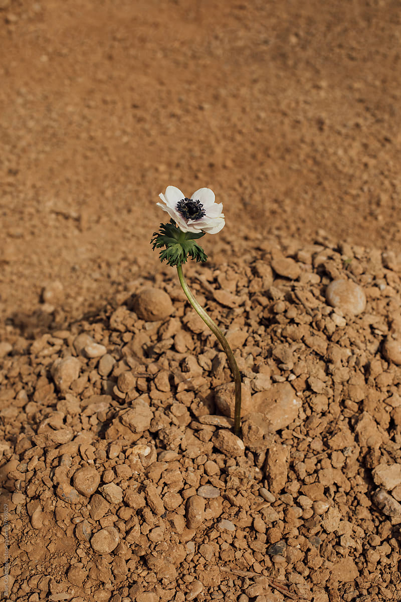 flower in the dry land