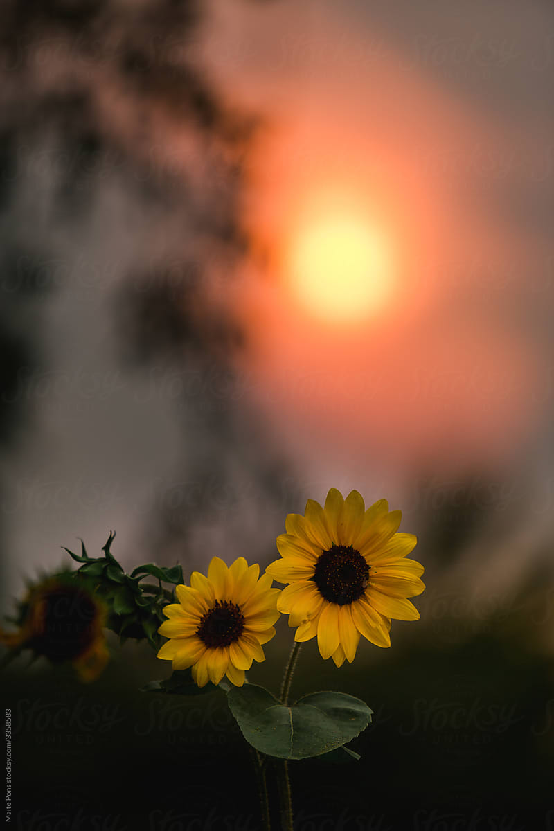 Sunflowers in a Fire Sunset