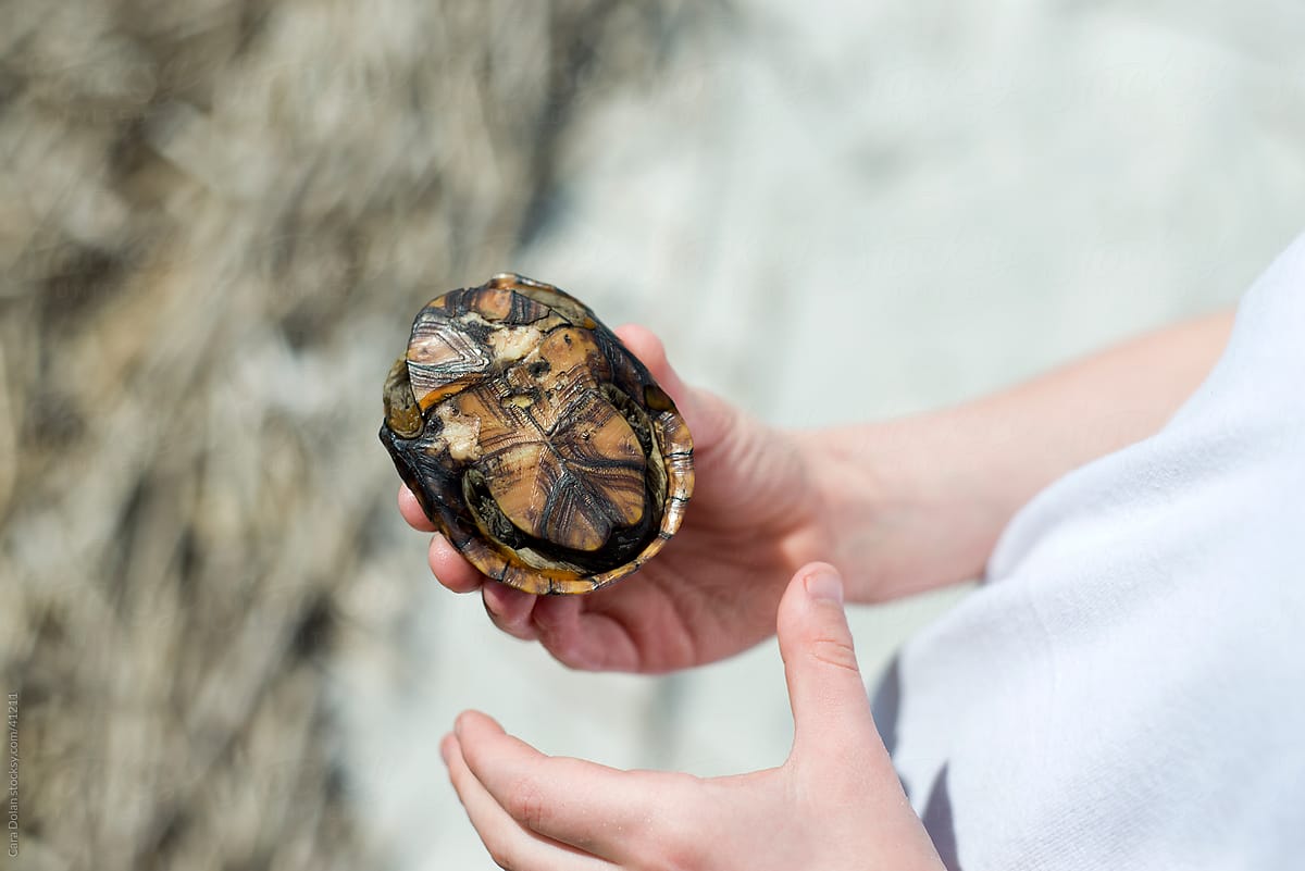 Boy holds a turtle in his hands
