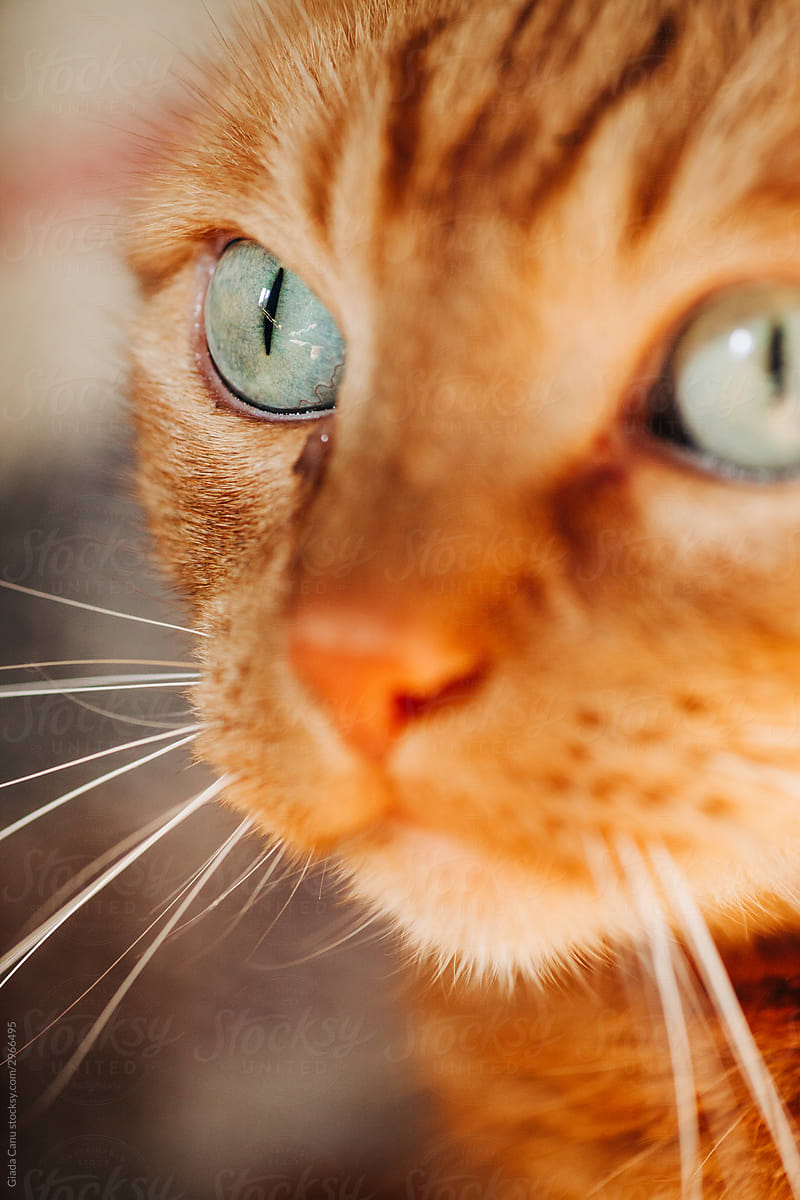 Close up of a cat\'s eye