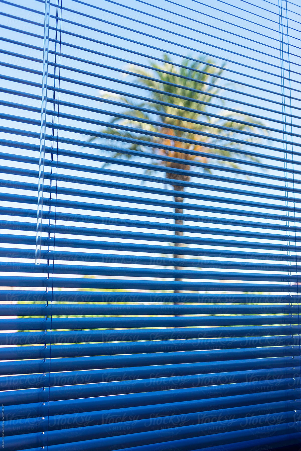 Palm tree through a window and blind