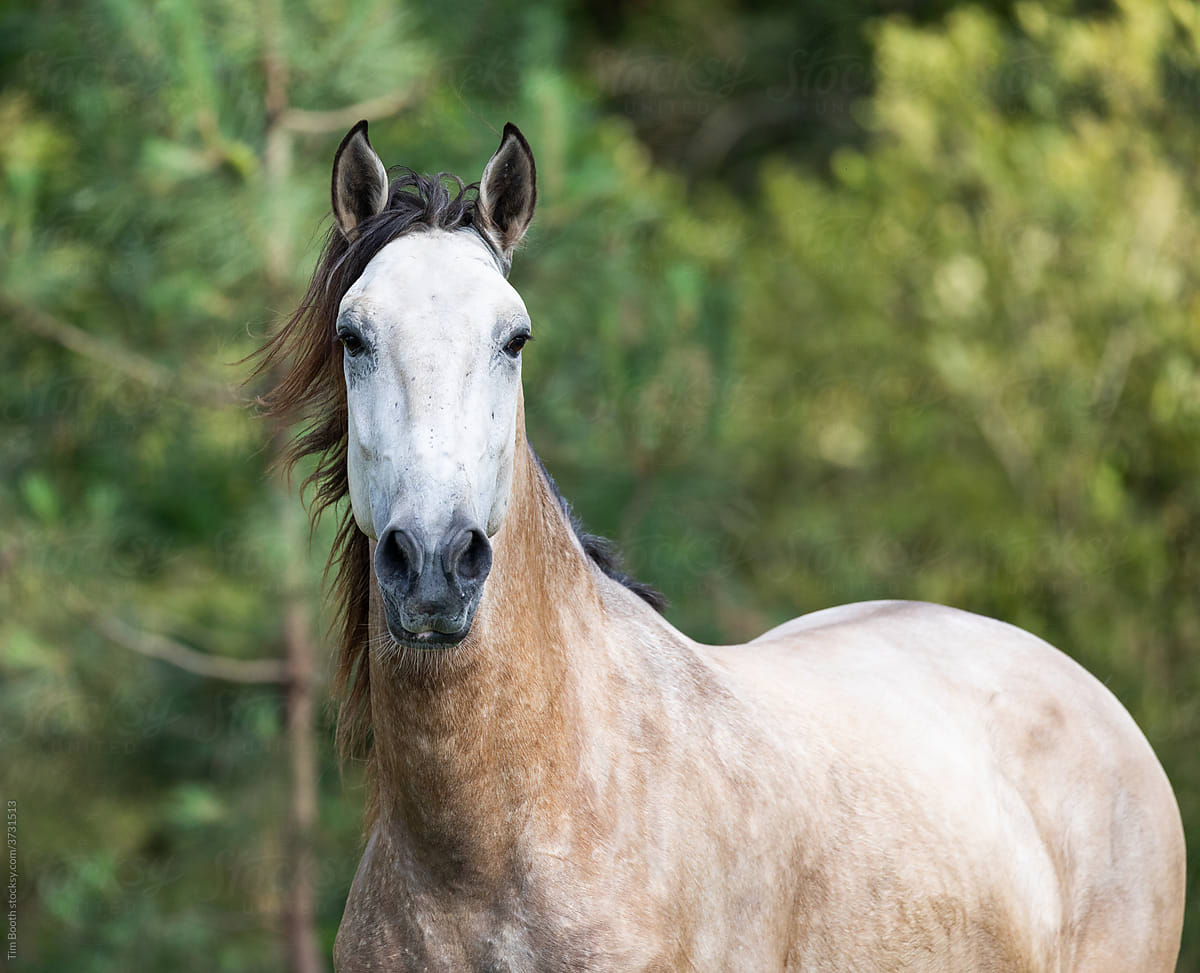 Buckskin stallion