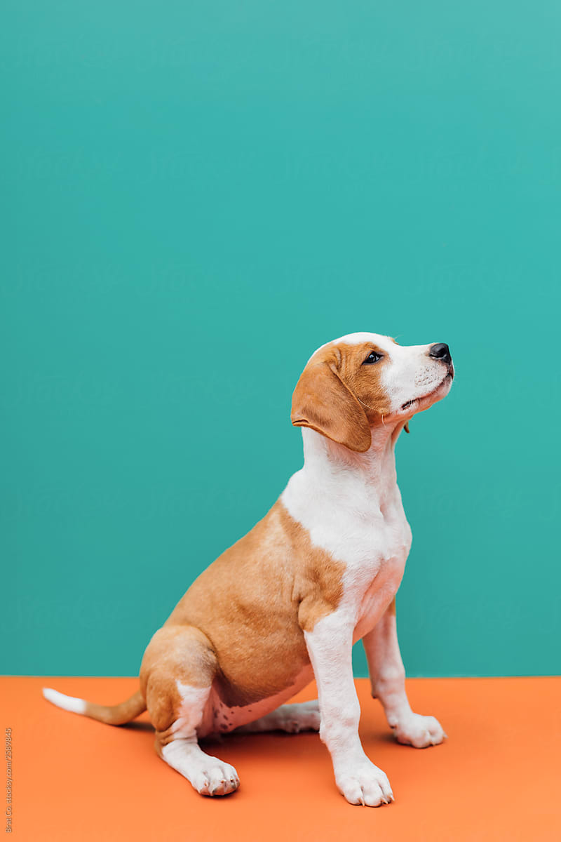 Puppy on Colorful Background