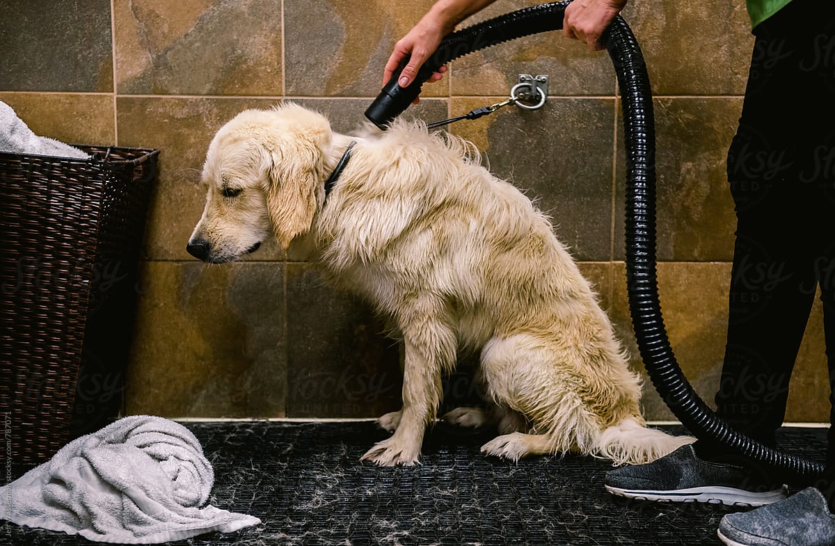 Dog Getting Dried After Wash
