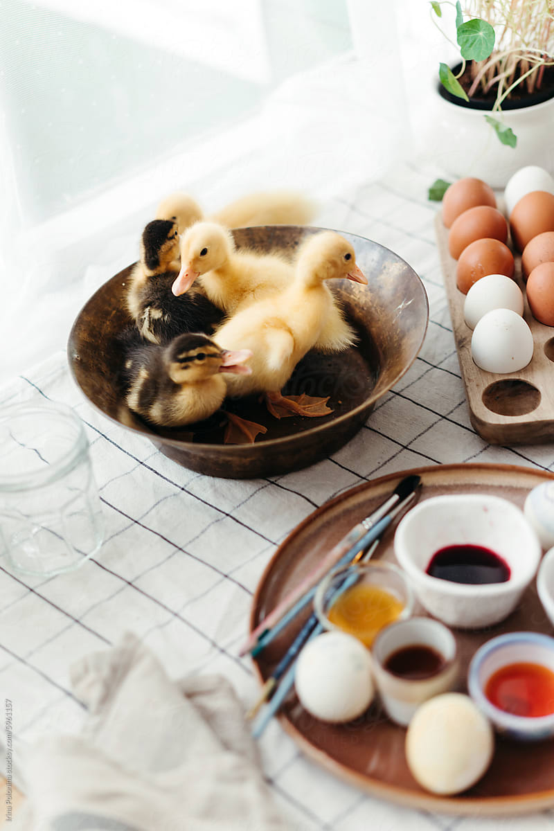 Ducklings in kitchen bowl among the Easter decorations