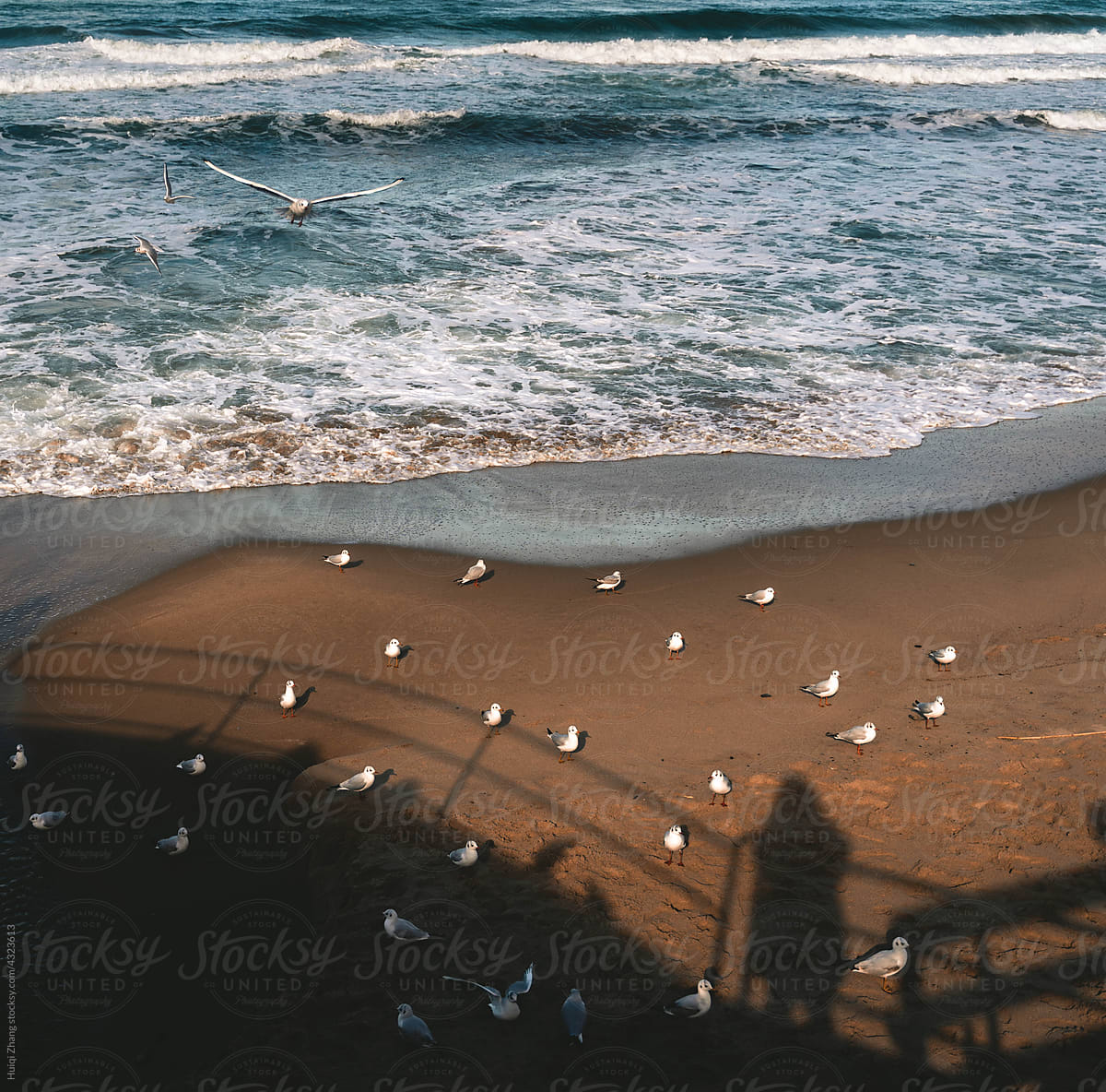 Pigeons on the beach before sunset in Cefalù