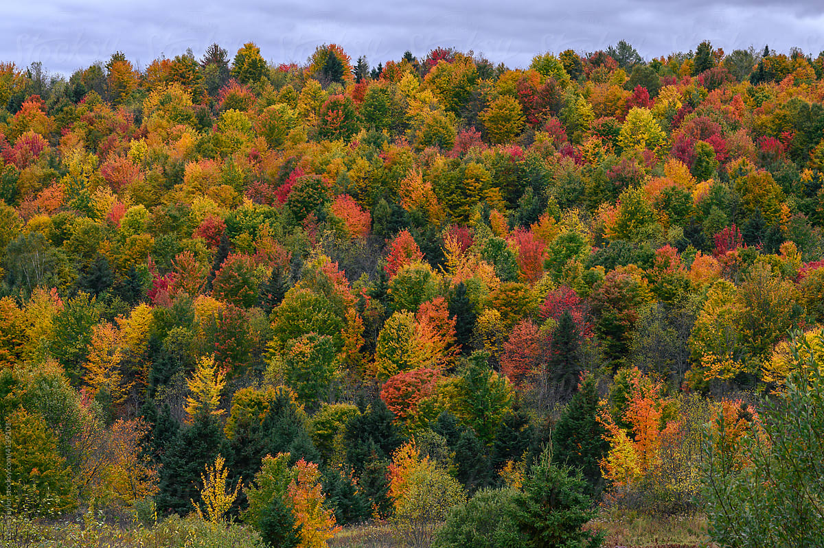 New Hampshire Autumn Hillside