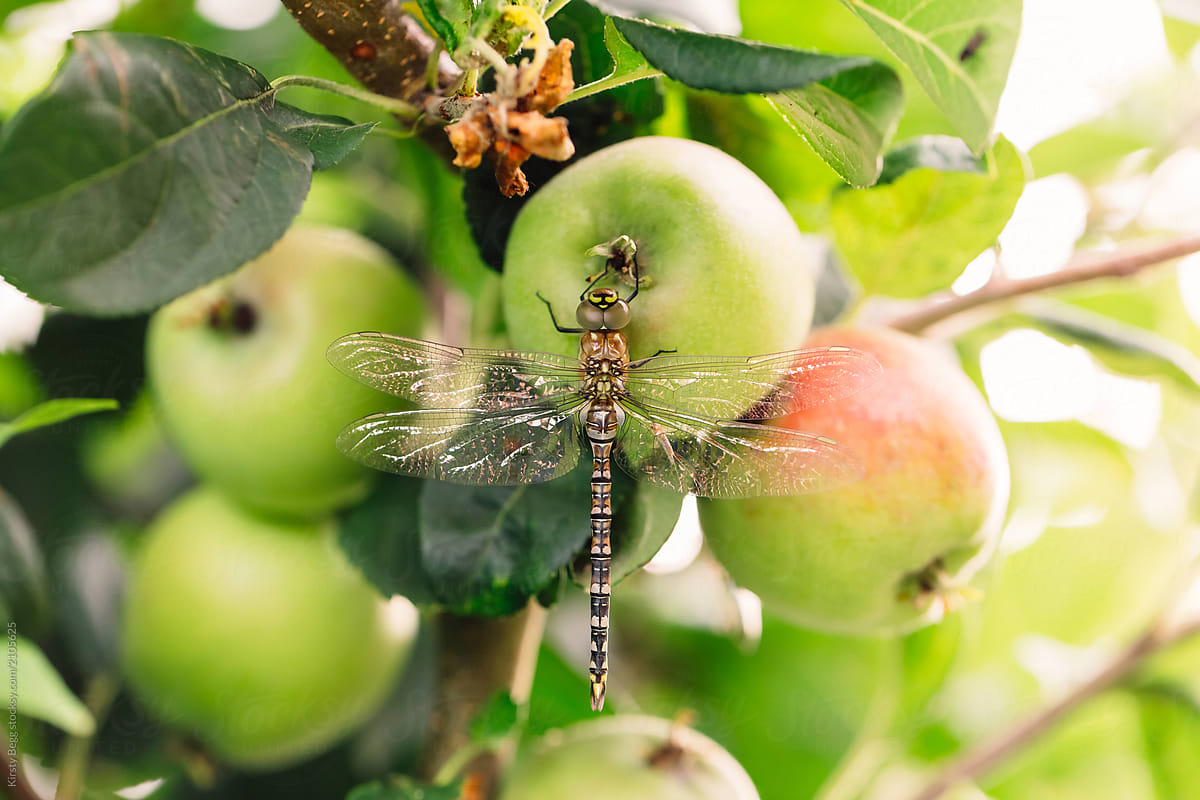 Horizontal macro of apple with dragonfly perched on it