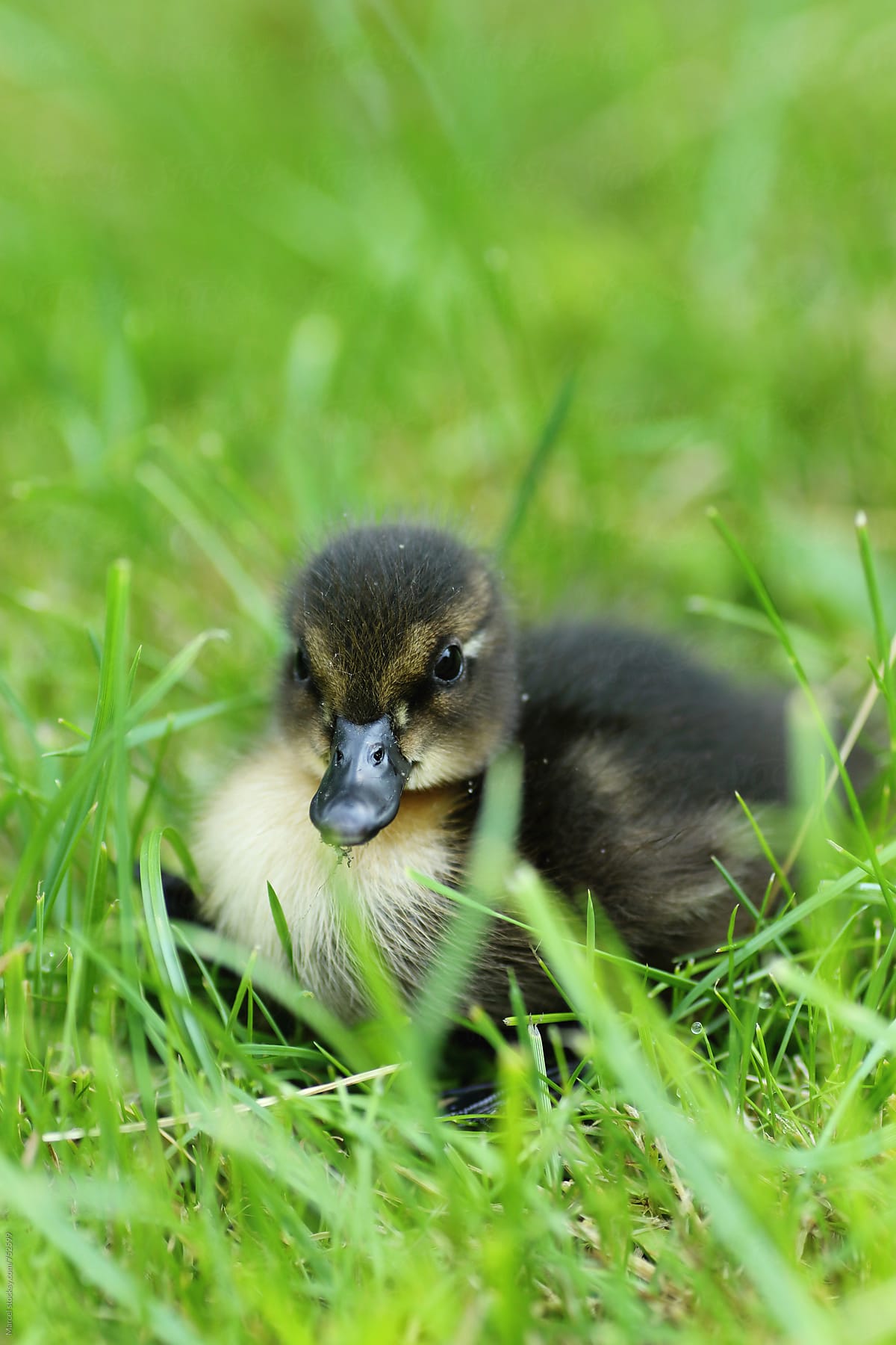 Extremely cute newborn duckling in the grass