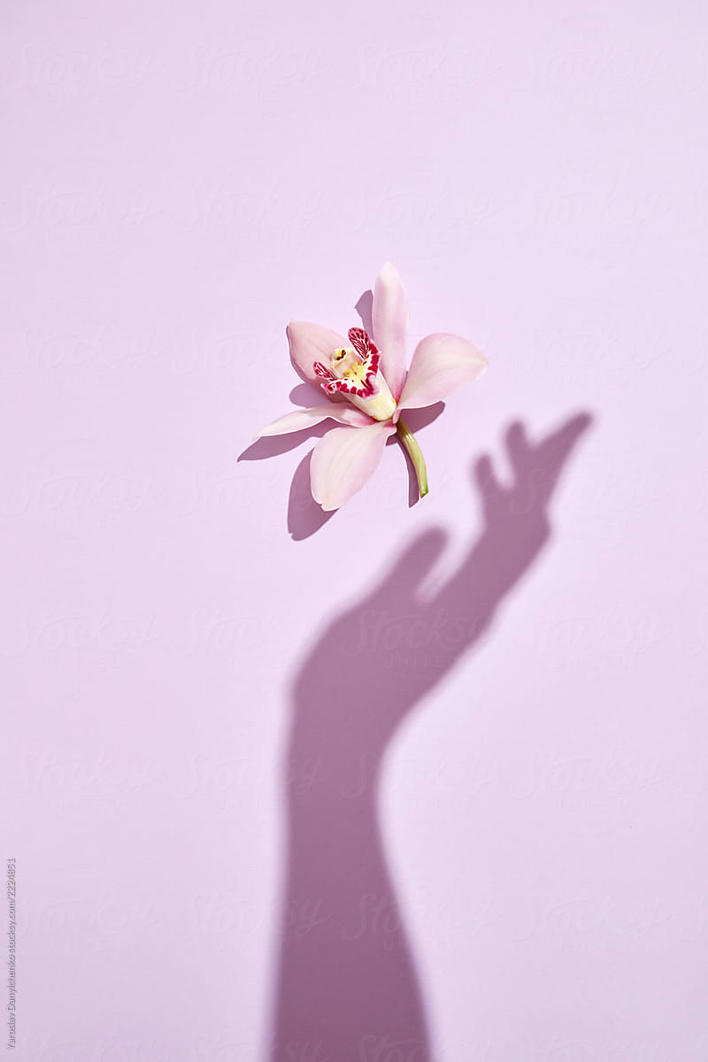 The girls hand shadow catches a fresh natural pink orchid flower on a light pink paper background. Flat lay