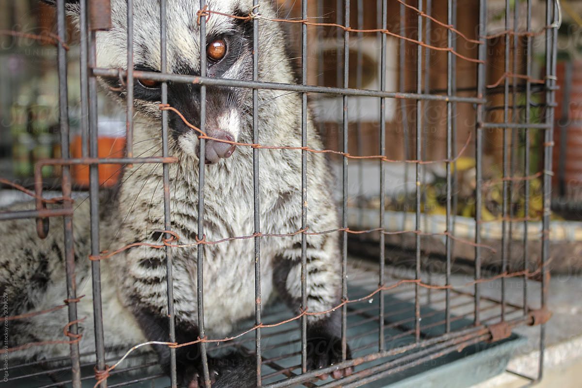 Captive Weasel