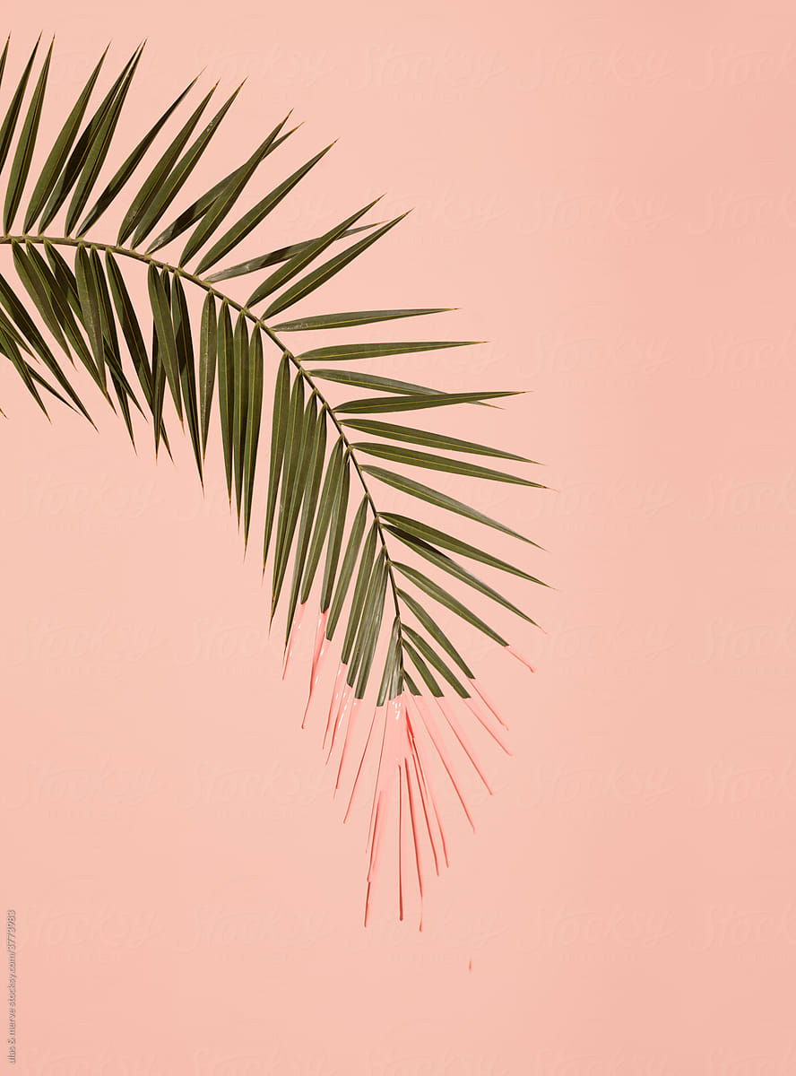 pink palm leaf
