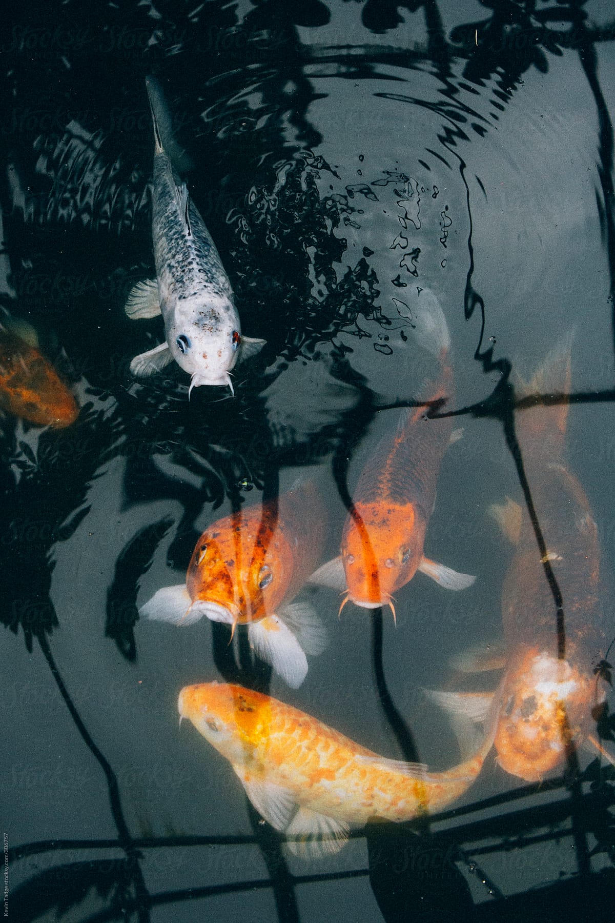 Koi Swimming in a Greenhouse Pond