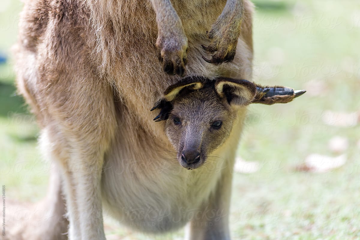 Baby Kangaroo / Why Is A Baby Kangaroo Called A Joey Lbc Hesse Vipinted