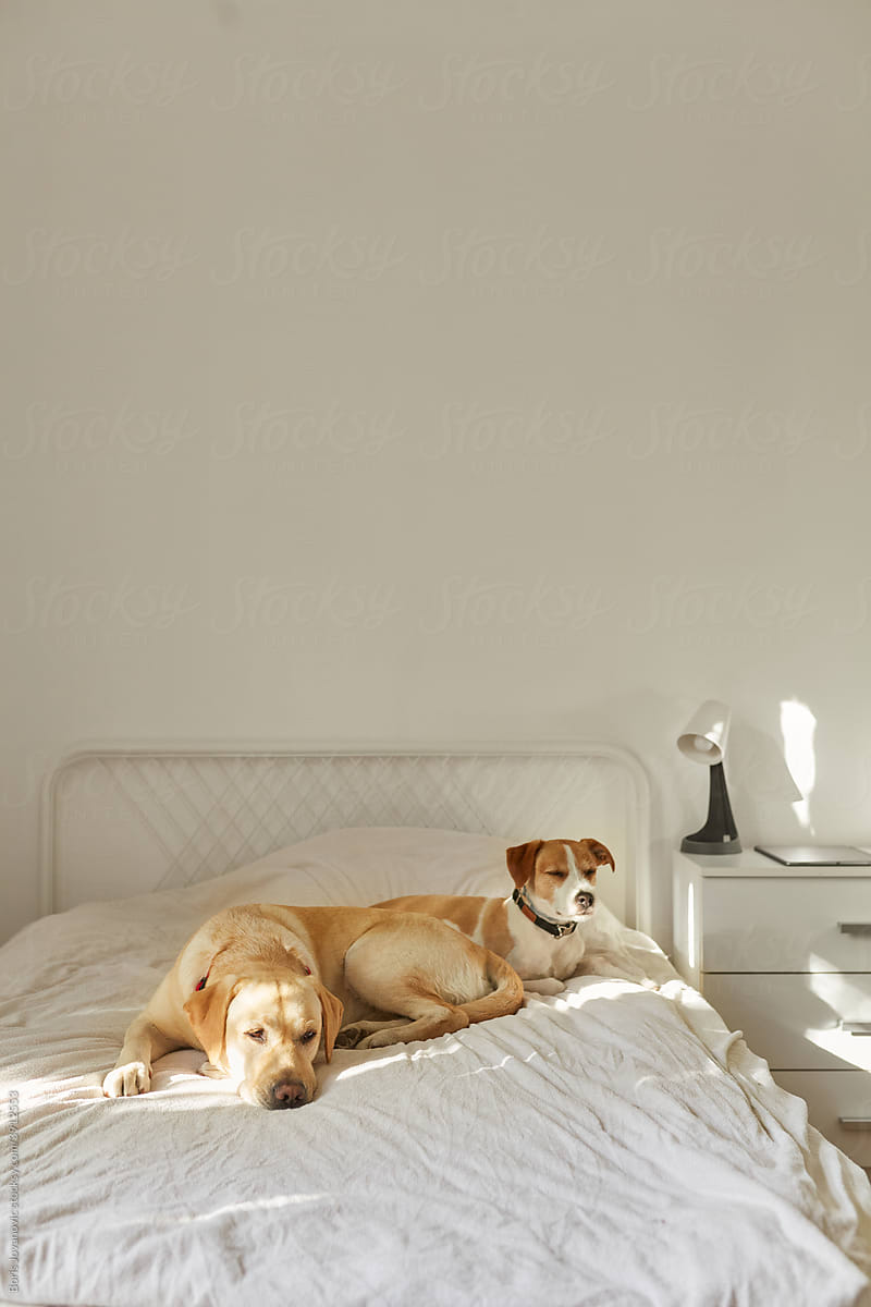 Inactive Dogs Lying On The Bed