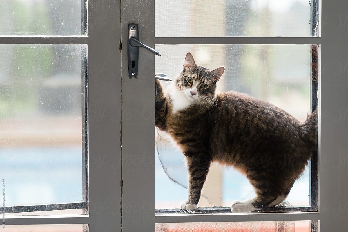 cat door in glass