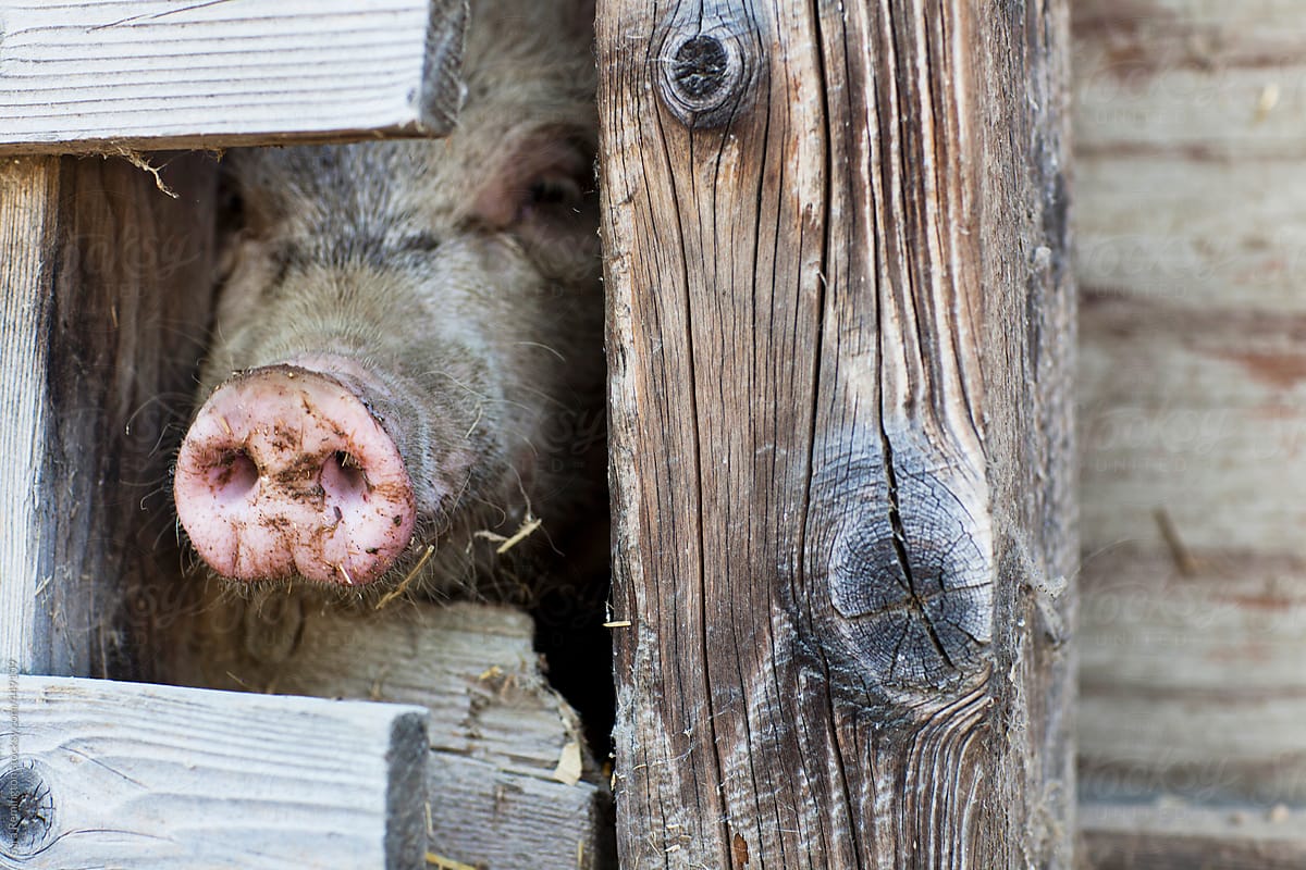 Pig On Farm Behind Fence