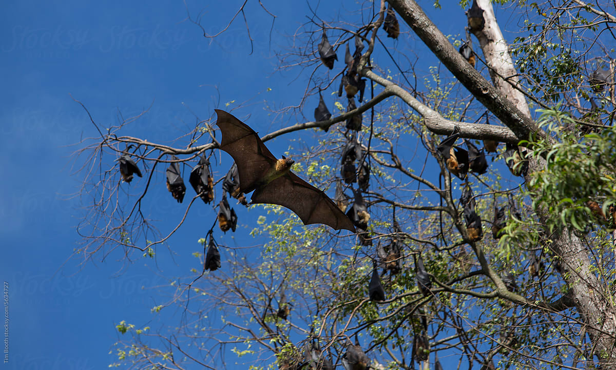 Flying Fruit Bat