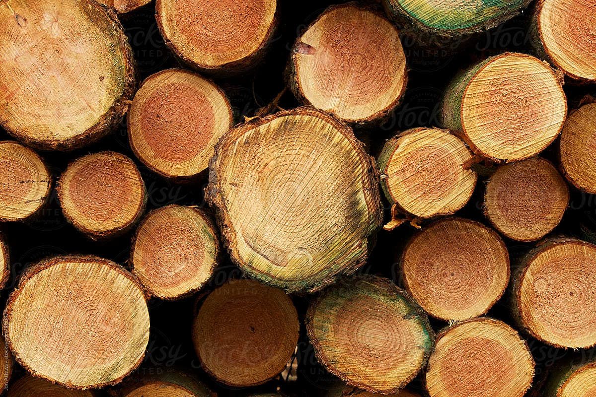 A cross section of logs piled up after felling.