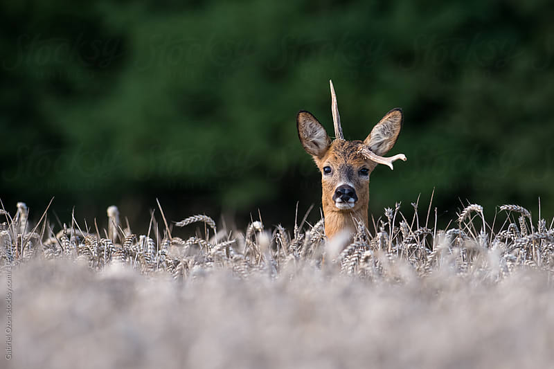 Roebuck with abnormal antler