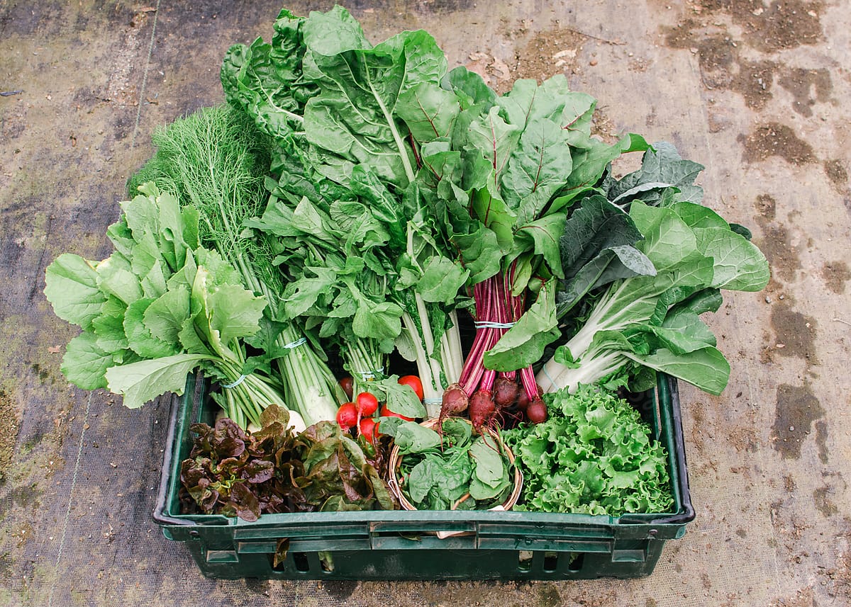 a crate of freshly harvested spring vegetables