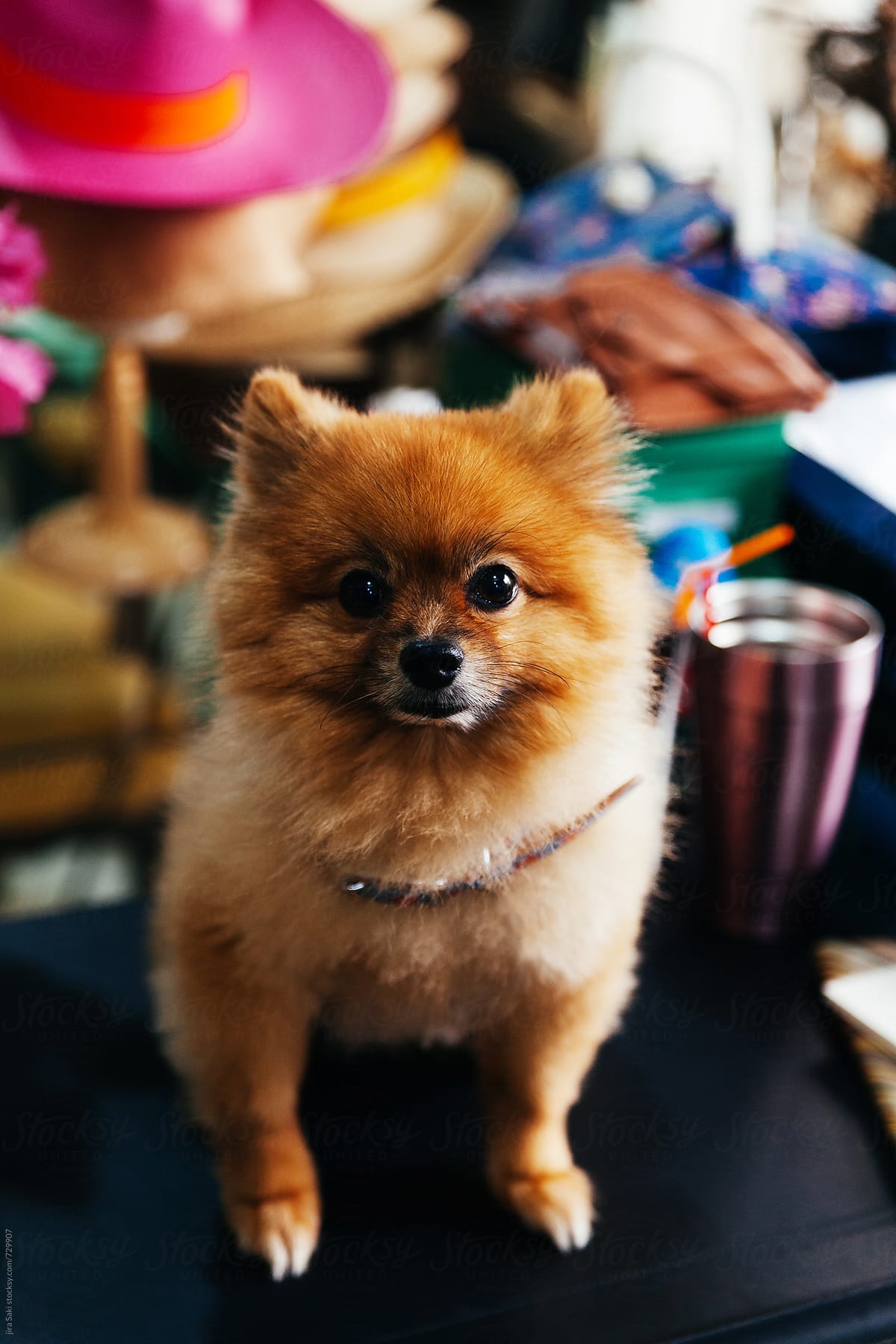 a pomeranian dog on table
