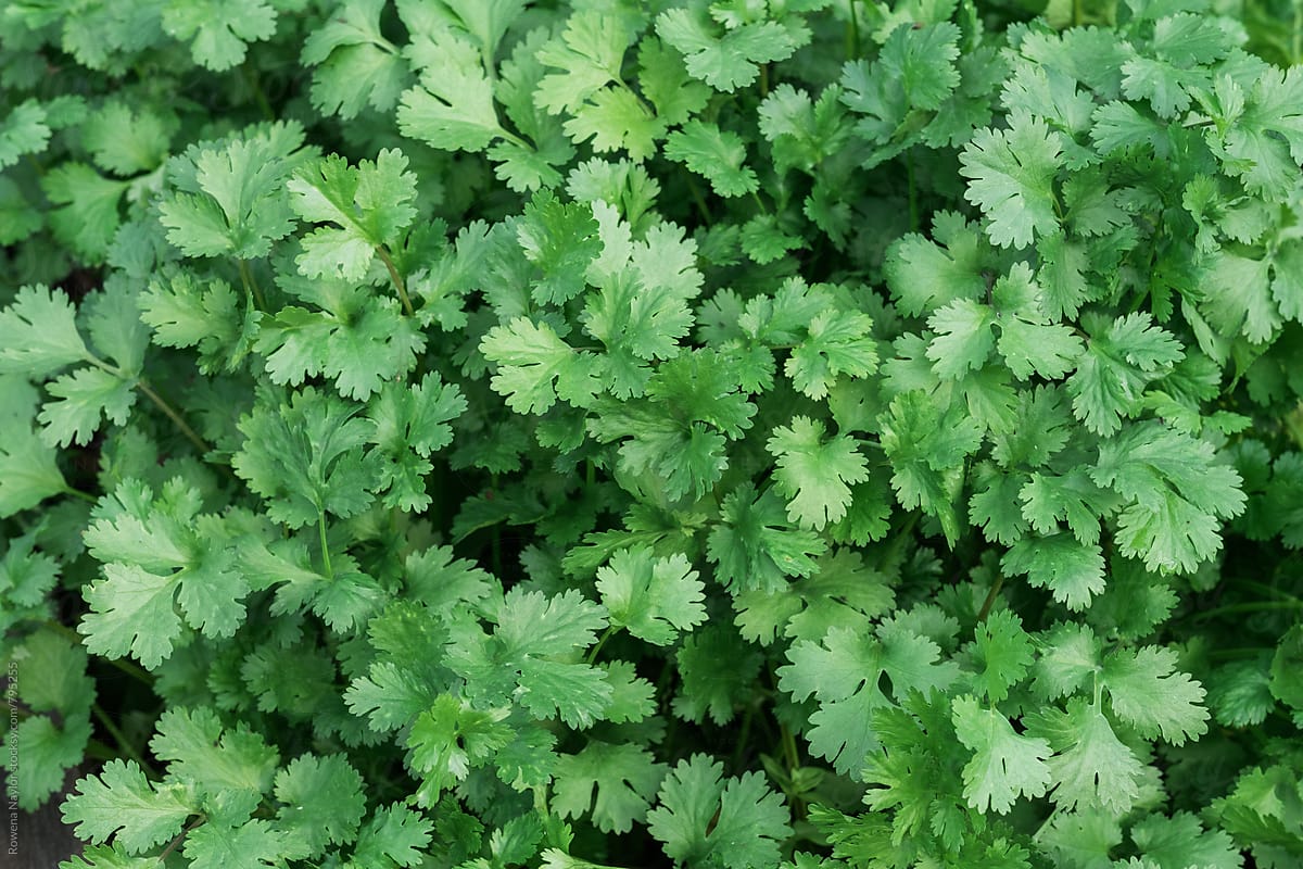 Close up of fresh cilantro