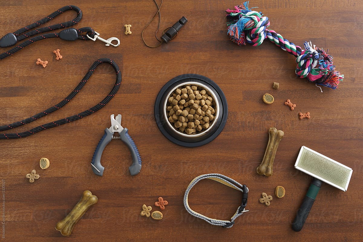 Collection of dog supplies