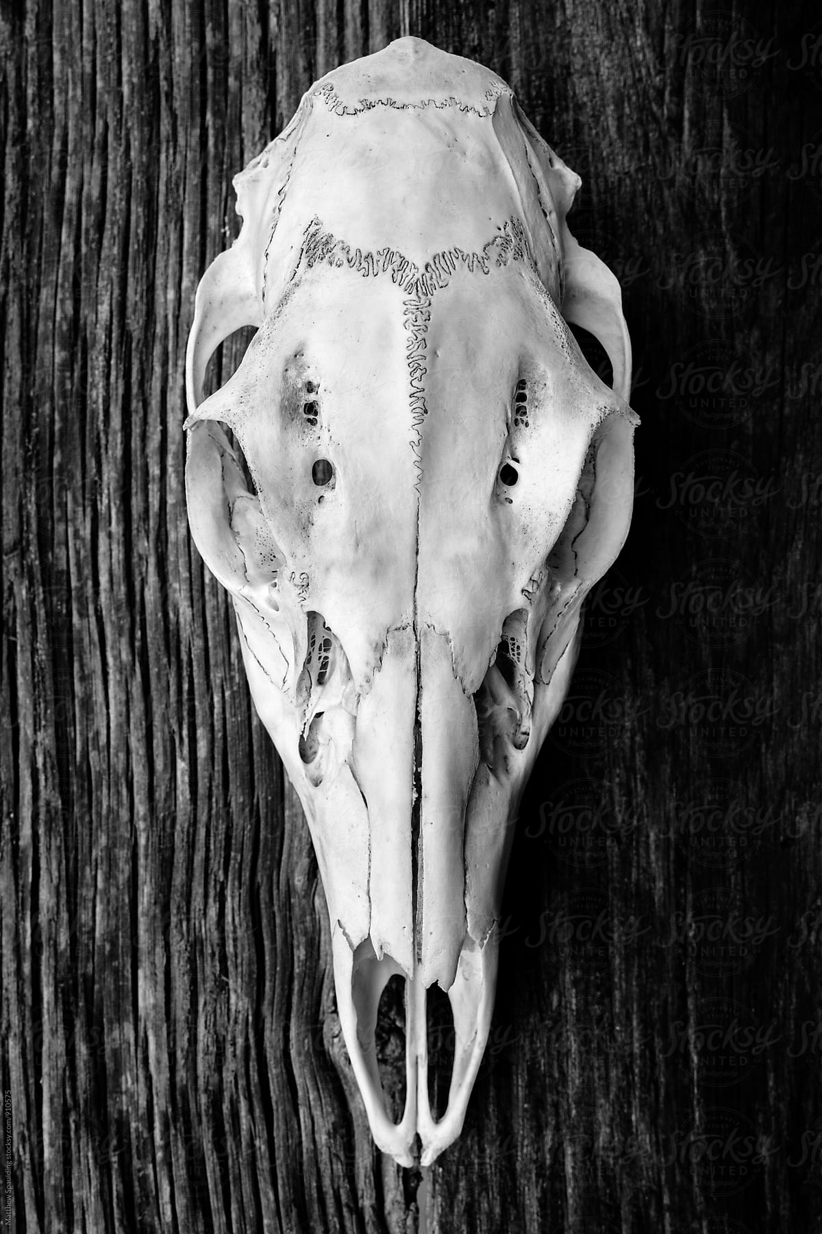 Deer skull on wood
